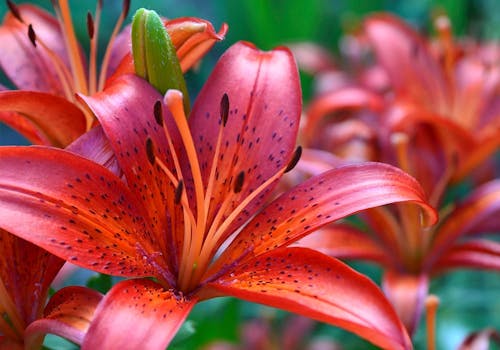 A branch of blooming lilies in the wild