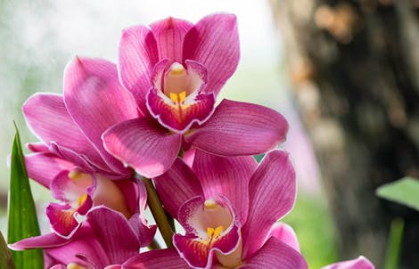 Photograph of cymbidium orchids