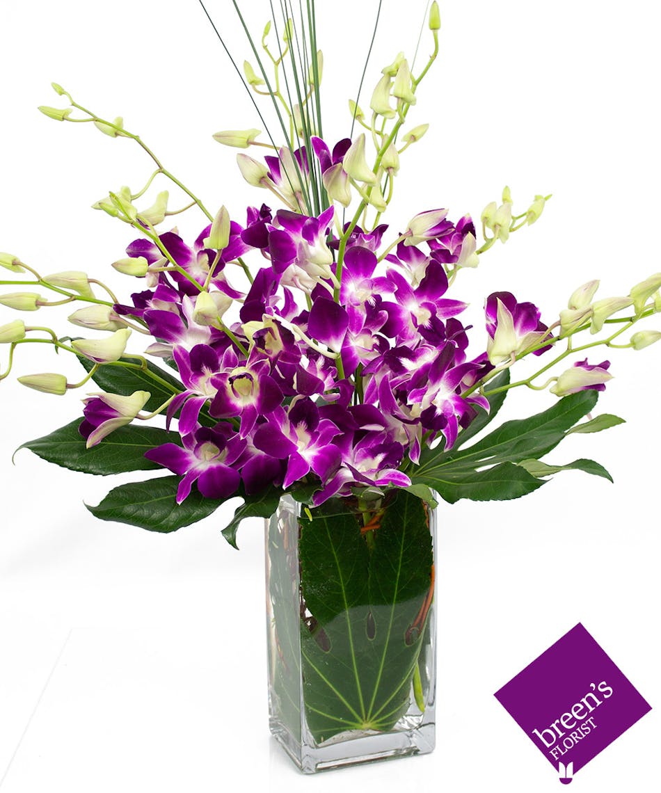 Orchid Delight :: Breen's Florist Houston Flowers