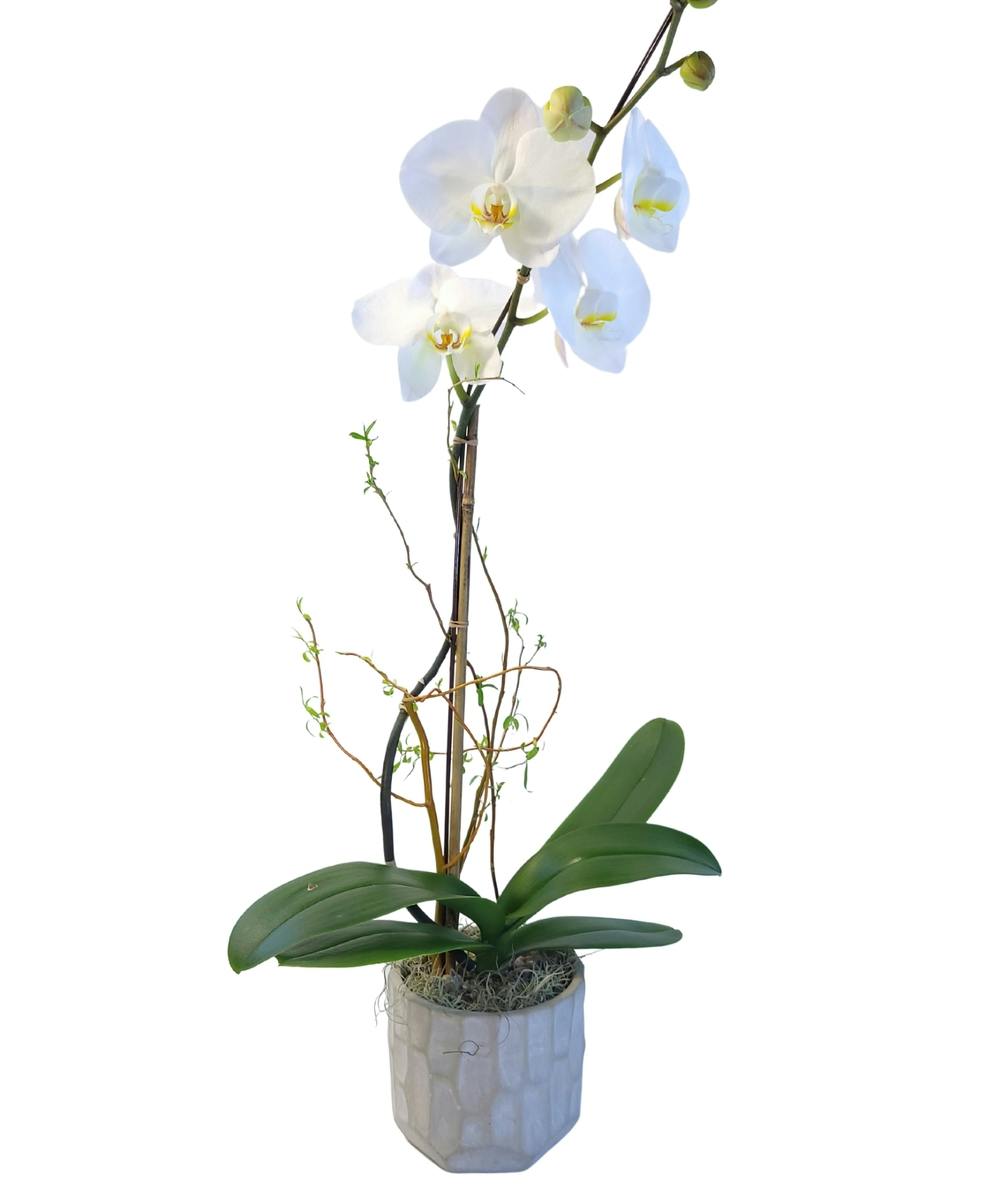 Orchid Plants | Houston (TX) Plant Delivery | Breen's Florist