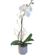 Orchid Plants