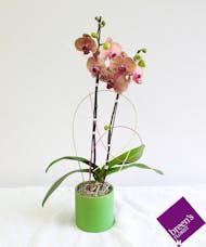 Double Spike Orchid