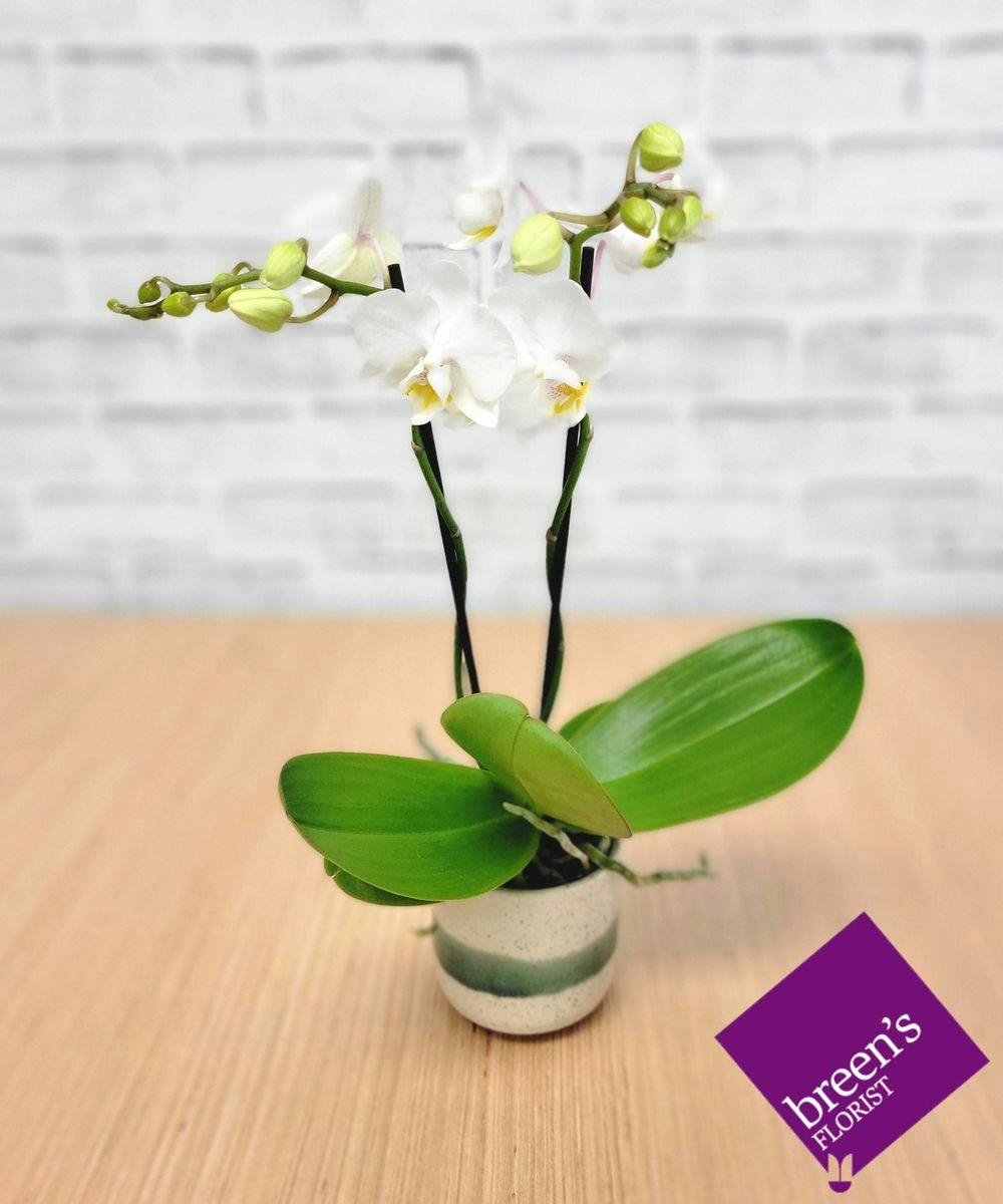 Orchid Plants Houston (TX) Plant Delivery Breen's Florist