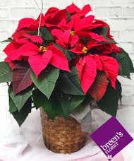 Double Poinsettia (Red)