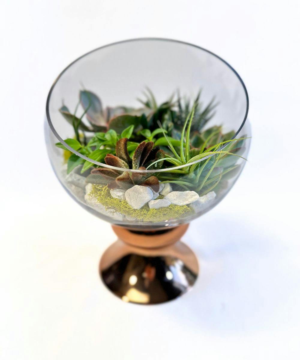 Sumptuous Succulent Terrarium Houston (TX) SameDay Plant Delivery