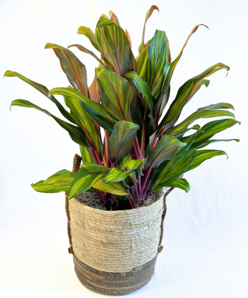 Cordyline Plant Houston (TX) SameDay Plant Delivery Breen's Florist