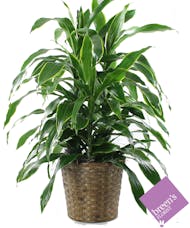 Dracena Plant