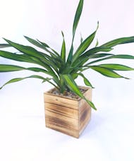 Rikki Dracaena Plant