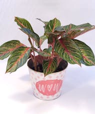Valentine's Plant