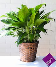 Classic Peace Lily