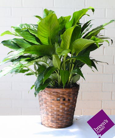 Classic Peace Lily
