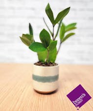 Mini ZZ Plant