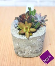 Succulents - Small Square Pot