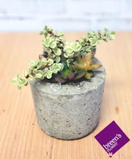 Succulents - Small Round Pot