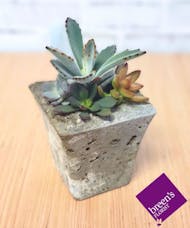 Succulents - Small Square Vase