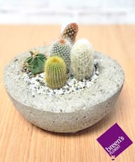 Cactus - Small Bowl