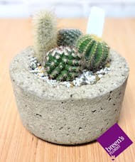 Cactus - Small Dish